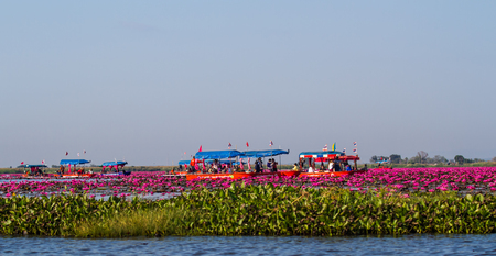 UDONTHANI,THAILAND-JANUARY 20,2019 : Boat tour bringing tourist visit Red lotus sea at Kumprawapi in Udonthani,Thailand.The best period to visit from December till end of february.のeditorial素材