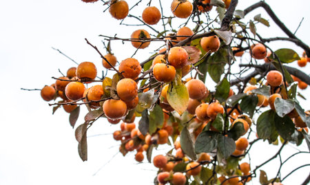 Persimmons on branch of  the tree .
