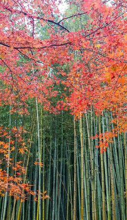 Red maple leaves on green bamboos background at Arashiyama.の写真素材