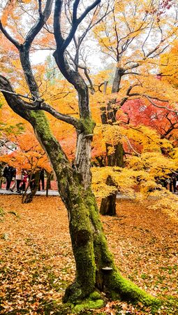 Autumn color at Tofukuji temple,Kyoto.の写真素材