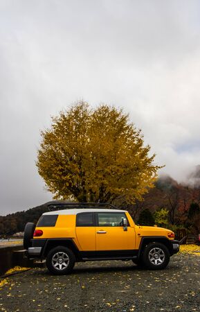 Yellow car parked beside Ginkgo tree.のeditorial素材