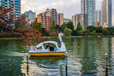 TOKYO, JAPAN - NOVEMBER 19, 2019 Tourist rowing Swan boats at lake inside Ueno Park Tokyo in autumn time.Ueno park is tourist destination for spring and autumn view.のeditorial素材