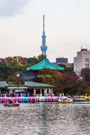 TOKYO, JAPAN - NOVEMBER 19,2019 Swan boat available for tourist at lake inside Ueno Park ,Tokyo in autumn time.Ueno park is tourist destination for spring and autumn view.のeditorial素材