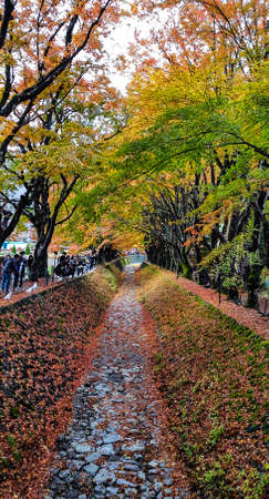 KAWAGUCHIKO,JAPAN-NOVEMBER 23,2019:Tourist visiting Momiji Kairo at Kawaguchiko lake ,Japan for beautiful view of colorful leaves .This place is one of tourist destination in autumn .のeditorial素材