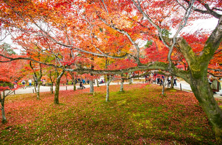 KYOTO,JAPAN-NOVEMBER 27,2019:Visitors visiting Tofukuji temple in autumn Kyoto. This place is one of destination for visitor who come to Kyoto.のeditorial素材