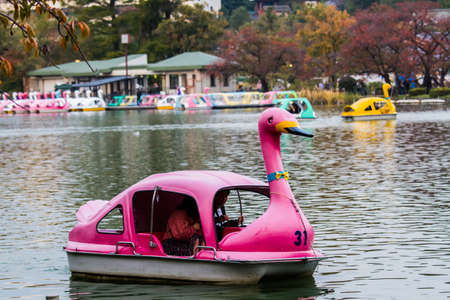 TOKYO, JAPAN - NOVEMBER 19,2019 Tourist rowing swan boat at lake inside Ueno Park ,Tokyo in autumn time.Ueno park is tourist destination for spring and autumn view.のeditorial素材