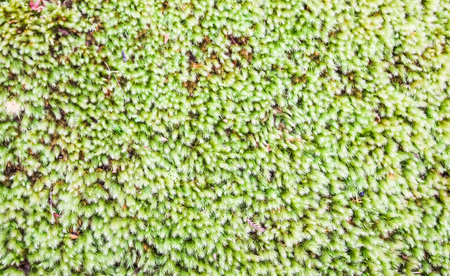 Green mosses close up background.