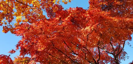Colorful autumn at Daisen park in Osaka,Japan.の写真素材