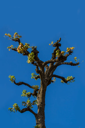 Tree on blue sky  background.