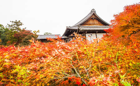Autumn color at Tofukuji temple,Kyoto.のeditorial素材