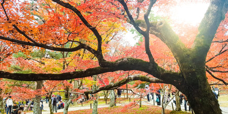 KYOTO,JAPAN-NOVEMBER 27,2019:Visitors visiting  Tofukuji temple in autumn, Kyoto. This place is one...