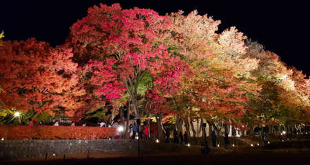 KAWAGUSHIKO,JAPAN-NOVEMBER 21,2019:Tourist visiting Momiji Kairo at Kawaguchiko lake ,Japan for beautiful view of light show in the night .This place is one of tourist destination in autumn .のeditorial素材