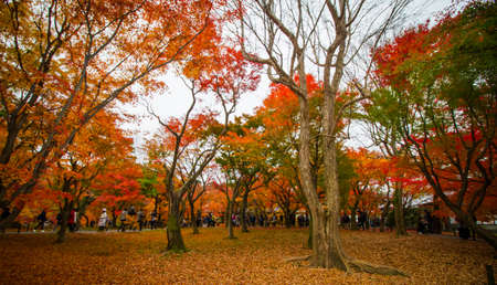 KYOTO,JAPAN-NOVEMBER 27,2019:Visitors visiting Tofukuji temple in autumn ,Kyoto. This place is one of destination for visitor who cometo Kyoto. .のeditorial素材