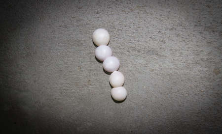 Gecko eggs on the cement wall.の写真素材