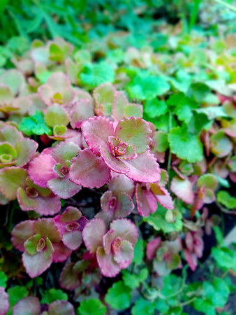 Closeup of red and green begonia flowers in the garden.