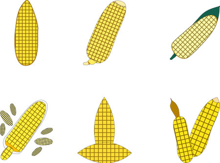 Illustration of corn on the cob on a white background, vector illustrationのイラスト素材