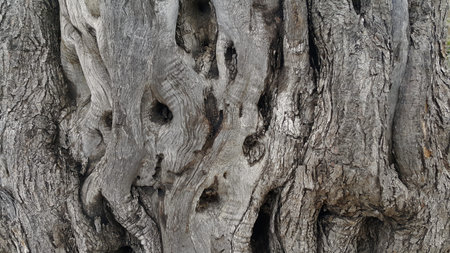 magical old olive treeの写真素材