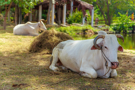 two cow is , happy under the tree shade in day clear sky ,の写真素材