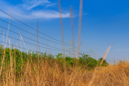 electric masts in yellow fieldの写真素材