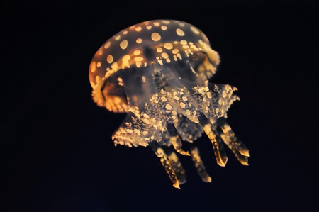 Jellyfishの写真素材