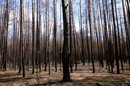 burned forestの写真素材