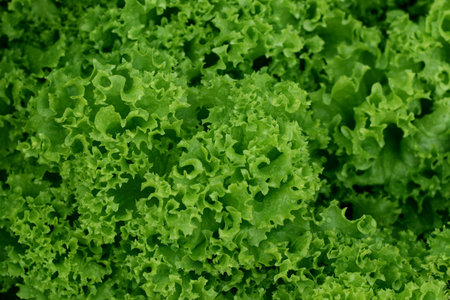 healthy lettuce growing in the soil