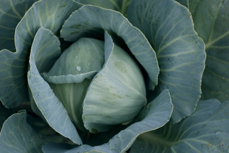 Green cabbage with wide leaves の写真素材