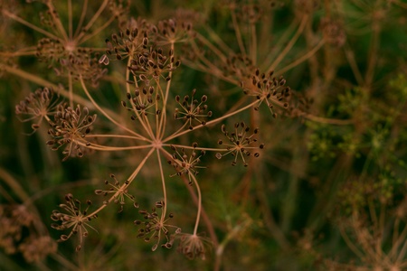 Fennel in garden. Shallow DOFの写真素材
