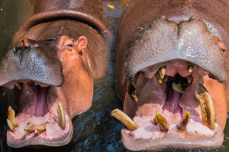 A couple of hippo in pondの写真素材
