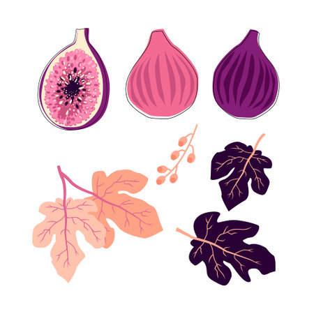 Fig fruit vectorのイラスト素材