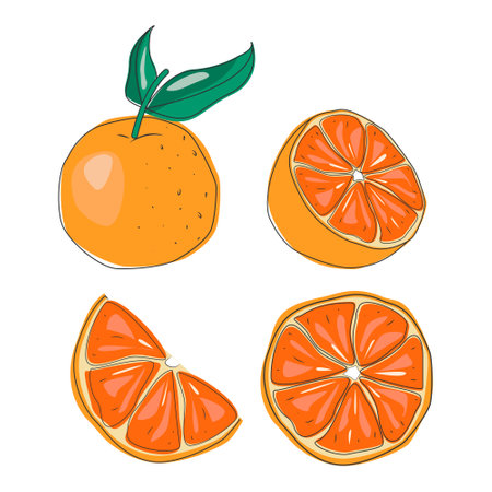Oranges fruit vectorのイラスト素材