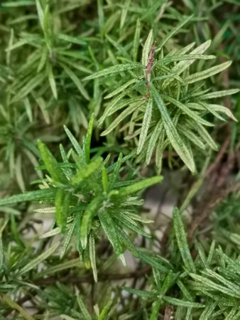 Fresh Rosemary Herb grow outdoor. Rosemary leaves Close-up.