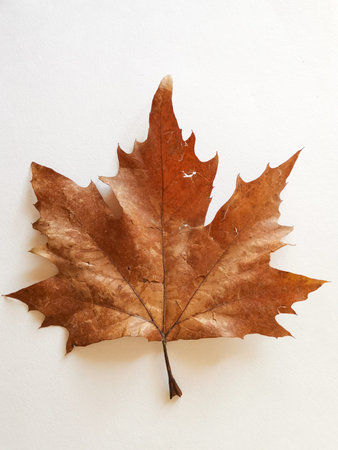maple leaf isolated on white. red crimson golden autumn colors, the leaf of the maple, used as an...
