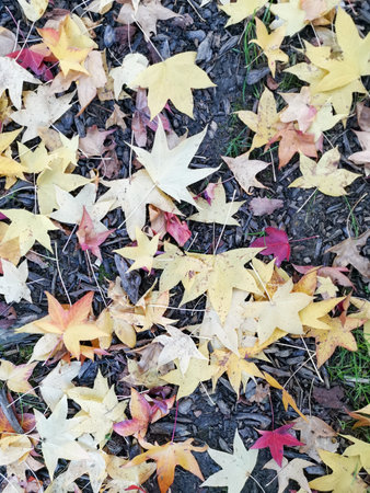 Woman holding an autumn (fall) leaf in the forest, obscuring her face.