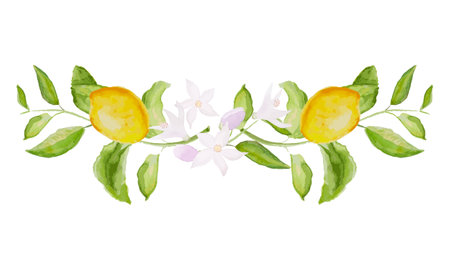 Beautiful horizontal vector branch with watercolor yellow lemon fruits, leaves, and flowers.のイラスト素材