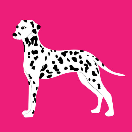 Black white dalmatin dog illustration.のイラスト素材