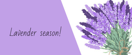 Lavender horizontal banner with lavender flowers. Design for cosmetics, make up, store, beauty salon, natural and organic products, health care products,aromatherapy. vectorのイラスト素材