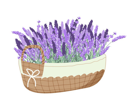 Harvesting lavender. Basket with lavender. vector flat illustrationのイラスト素材