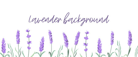 Set of lavender flowers elements. Lavender background. Collection of lavender flowers on a white background. vector illustration bundle.のイラスト素材