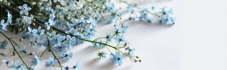Forget-me-nots on white background. Minimalistic design. Panoramic banner background with copy spaceの素材