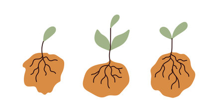 Three stages of plant growth, featuring roots and shoots. Each stage highlights the development from seed to sprout. Emphasis on natural growth progression.のイラスト素材