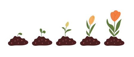 The illustration shows the growth stages of a flower, starting from a seedling to a fully bloomed flower. Each stage is depicted with soil and green plants progressing in height and color.のイラスト素材