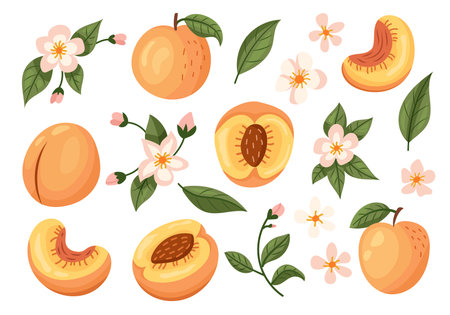 A Collection Featuring Peach Fruit and Blossom Represented in Vibrant Illustrationsのイラスト素材