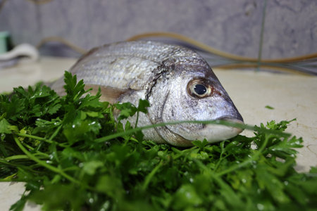 Dorado fish with parsley on a table in the kitchen