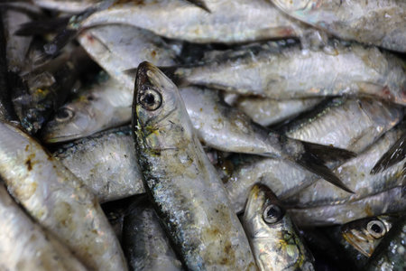 Fresh sardines for sale at a fish market in the Agadir, Morocco.