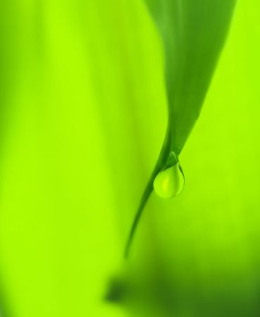 Green leaf and dew drop. Selective focus on the dropの写真素材
