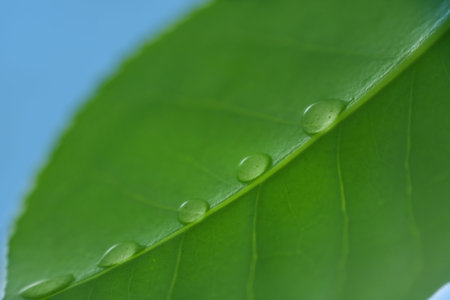 Row of morning dew drops on fresh green leaf