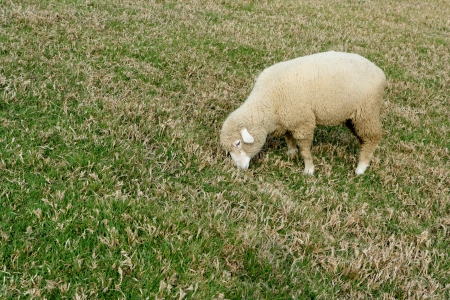 Cingjing Farm, Northern Taiwan, March 29, 2010. Sheep grazing in Cingjing Farm, one of tourist attraction in Taiwan.の写真素材