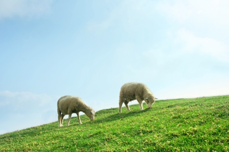 Two sheeps grazing in a field の写真素材