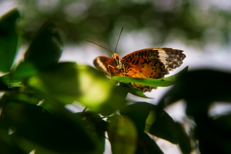 Monarch butterfly inside Butterfly Garden in Changi International Airport の写真素材